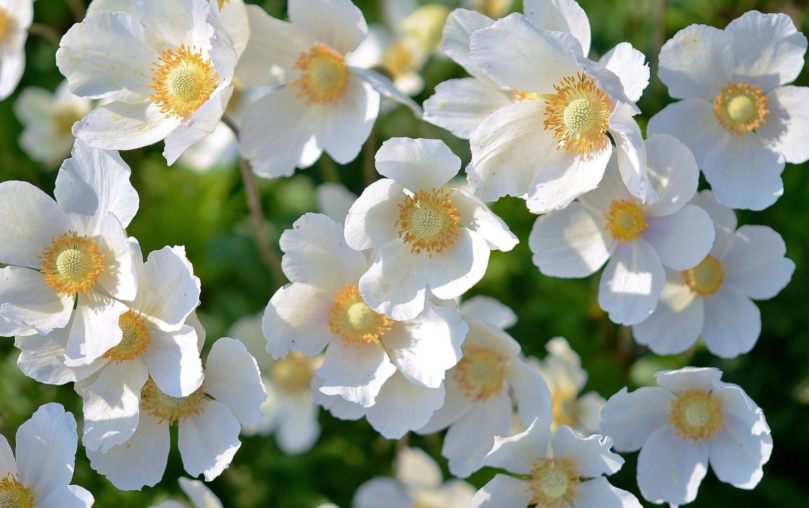 white flower bacopa
