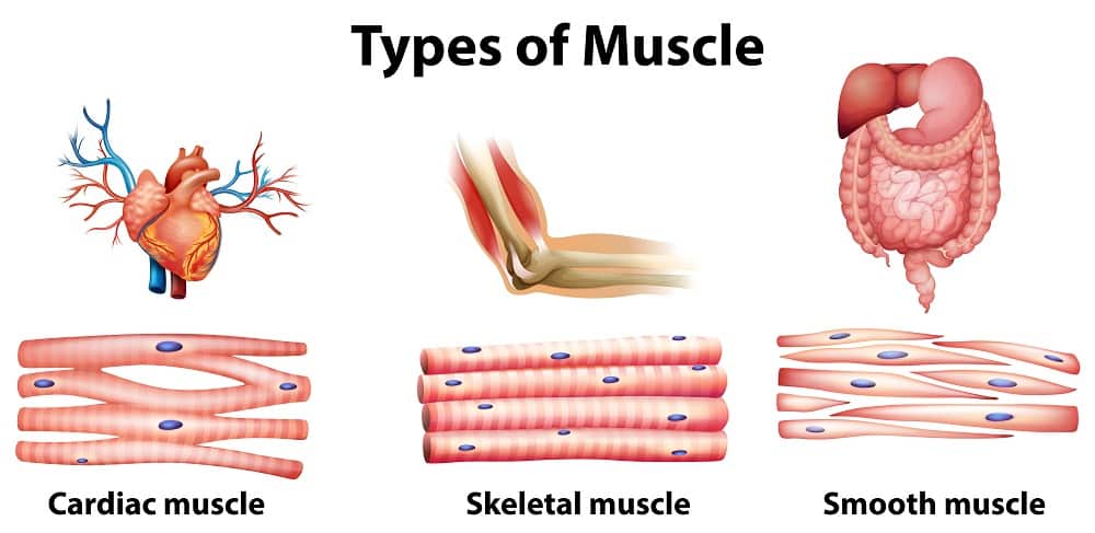 types of muscle
